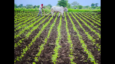 Excess rainfall brings joy to Andhra Pradesh’s farmlands