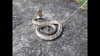 Photos: King cobra rescued from farmland in Coimbatore