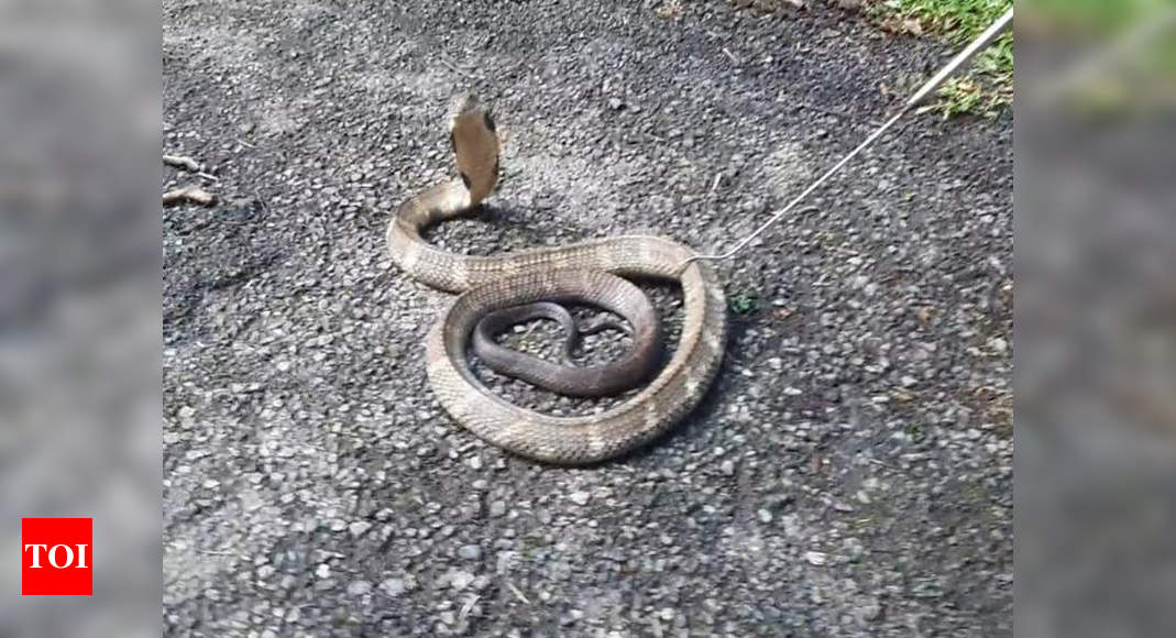 Photos: King cobra rescued from farmland in Coimbatore | Coimbatore ...