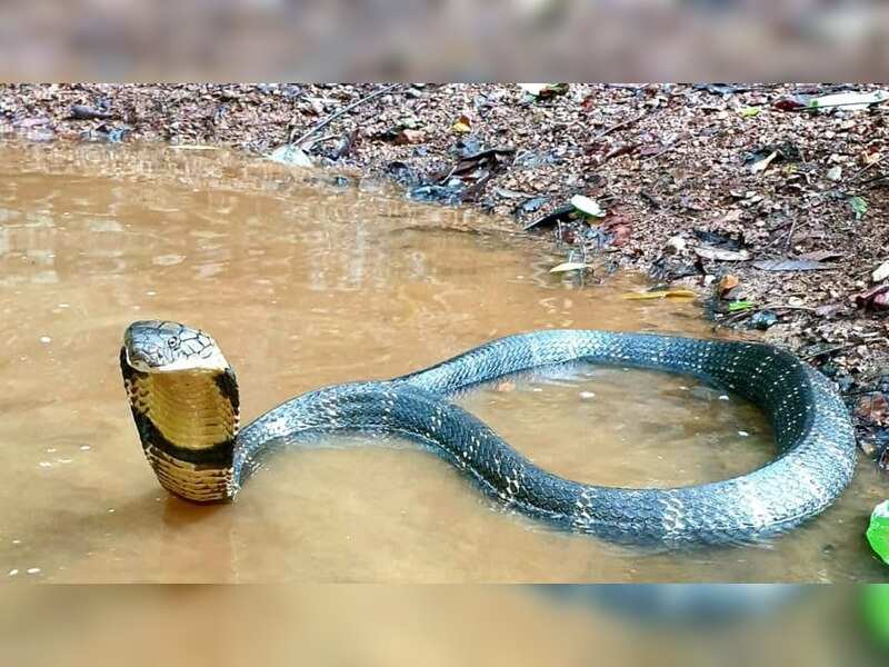 how do you get cobra