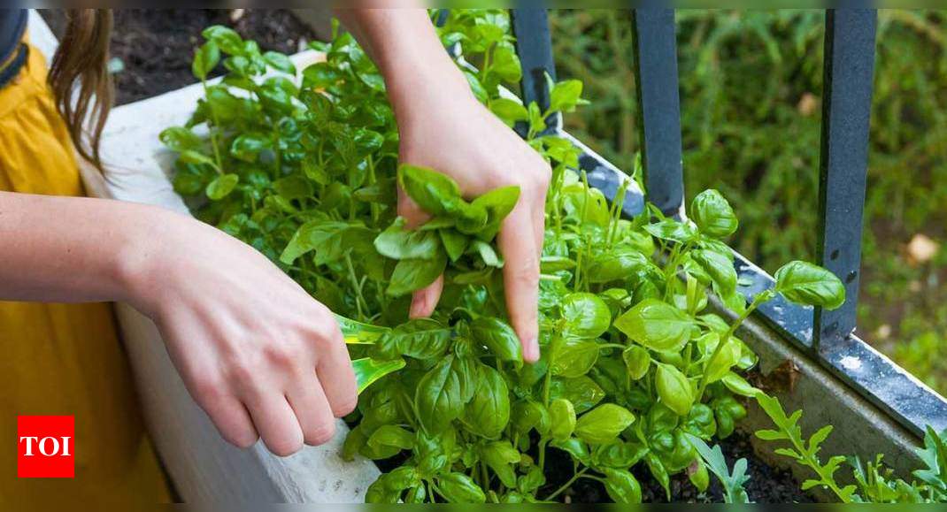 A beginner at gardening Herbs you can easily grow in your kitchen