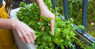 A beginner at gardening Herbs you can easily grow in your kitchen