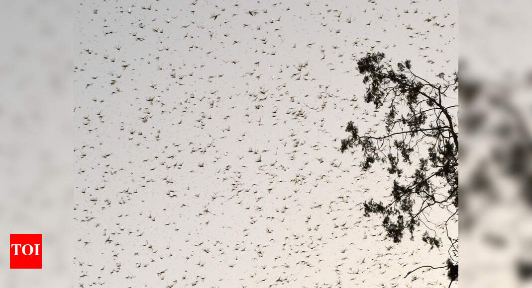 Locust swarms invade parts of Lucknow | Lucknow News - Times of India