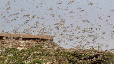 Locust swarms attack parts of Lucknow