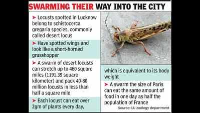 Locust attack: Farmers claim damage to crop, Lucknow administration says losses insignificant