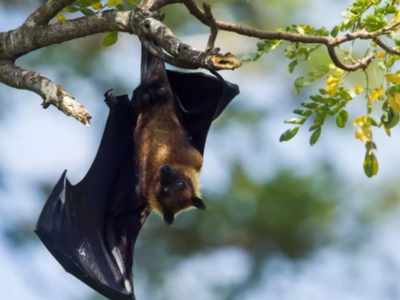 Understanding bat immune system may help identify new Covid-19 drug ...