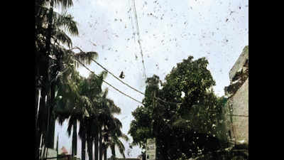 Locust attack: Farmers claim damage to crop, Lucknow administration says losses insignificant