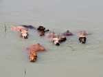 Assam: These pictures show how floods affected the wildlife over the years
