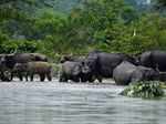 Assam: These pictures show how floods affected the wildlife over the years