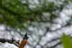 Asian paradise flycatcher