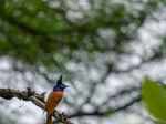Asian paradise flycatcher