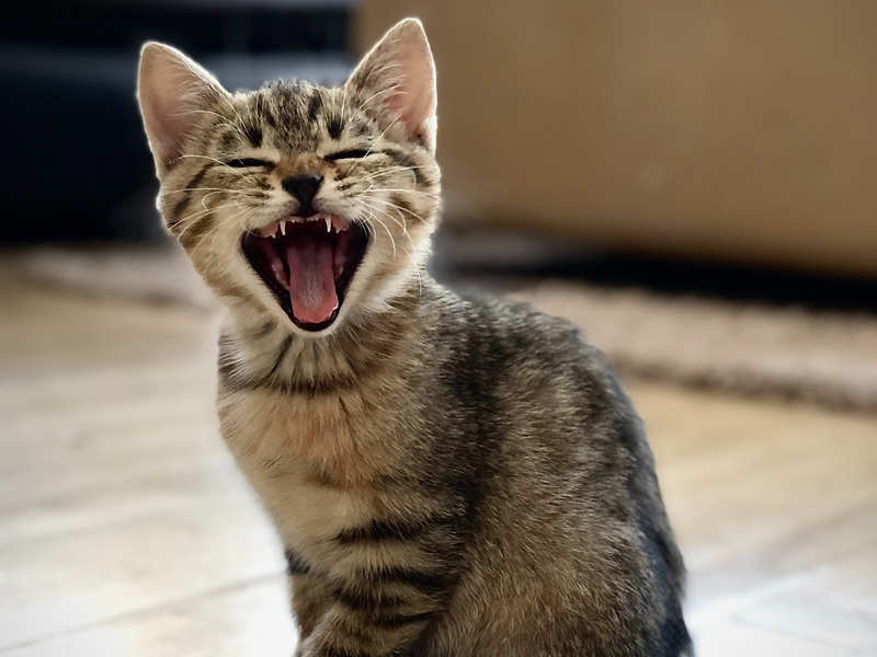Does your cat keep throwing up? This is what you need to do - Times of India