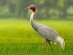 Sarus crane