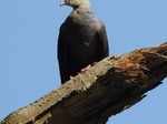 Andaman Woodpigeon