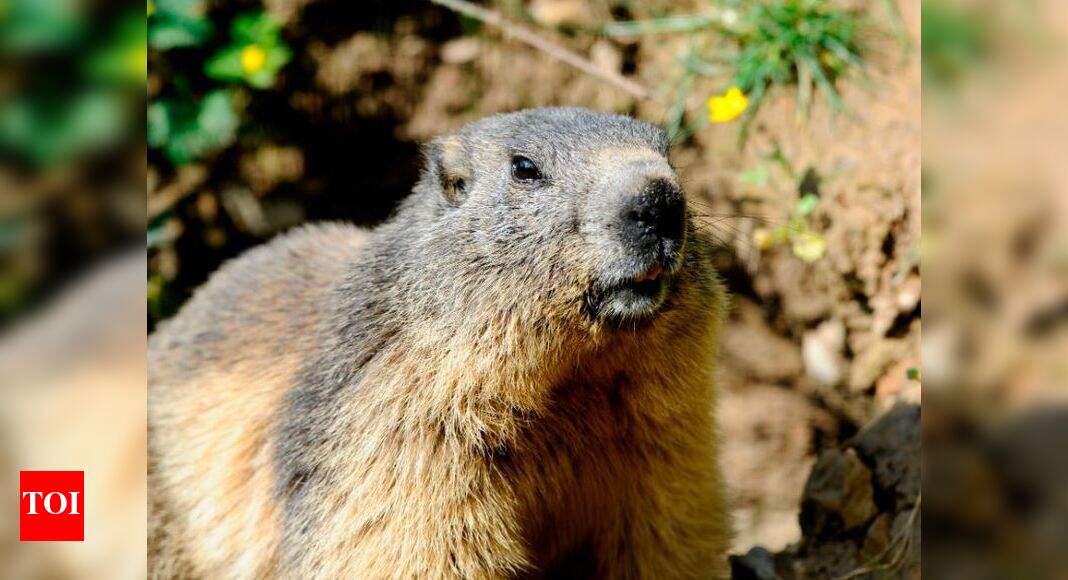 Bubonic Plague News Squirrel in Colorado tests positive for bubonic