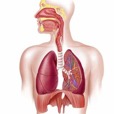Know your respiratory system