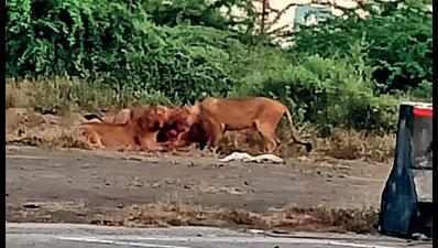 Lion trackers go on stike in Shetrunji division