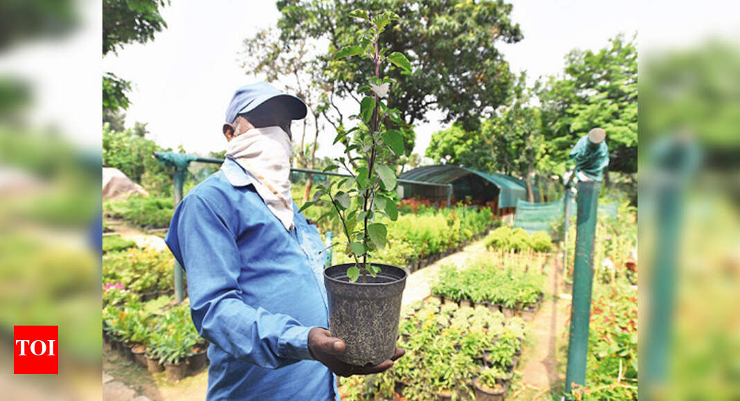 Medicinal plants in high demand in Chandigarh Chandigarh News Times