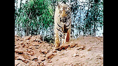 Big cat’s odyssey in Telangana districts for 2 months, yet to find territory