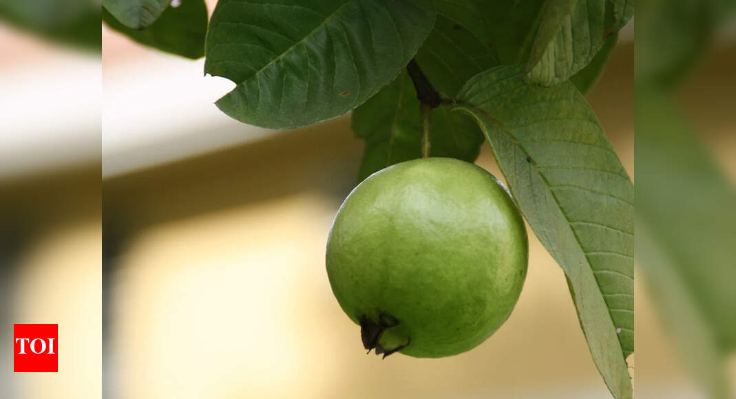 Haryana to have 5day on fruit growing techniques Chandigarh