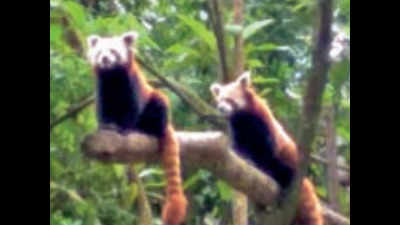 West Bengal: Three new cubs take Darj zoo red panda count to 24