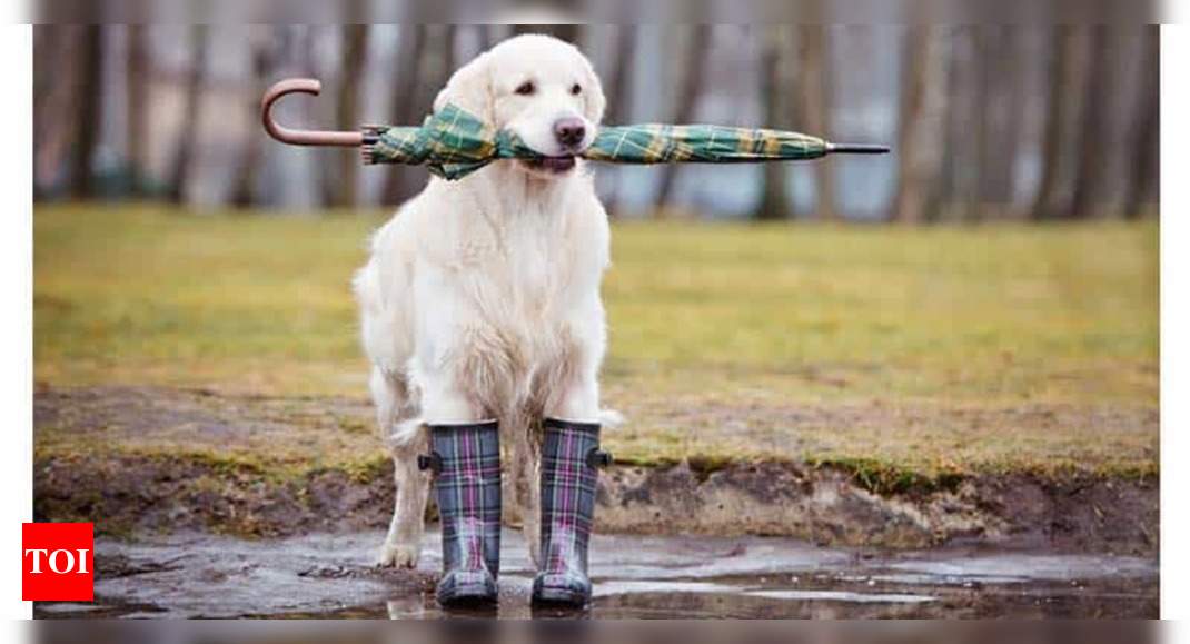 From new hairstyle to fancy raincoats; furry pooches look their best this monsoon