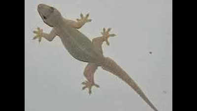 Lizard in driver’s shirt causes fatal accident in Rajkot