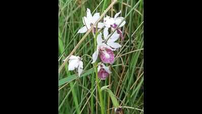 In a first, rare Eulophia obtusa orchid bearing fruits spotted in ...
