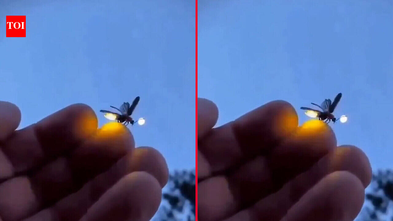 Amazing: The exact moment when a firefly switches on its light