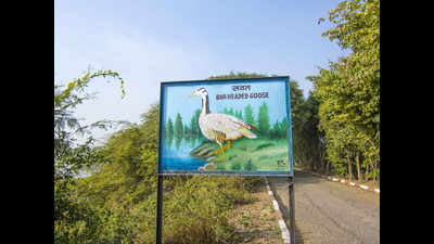 Renovations underway at Okhla Bird Sanctuary