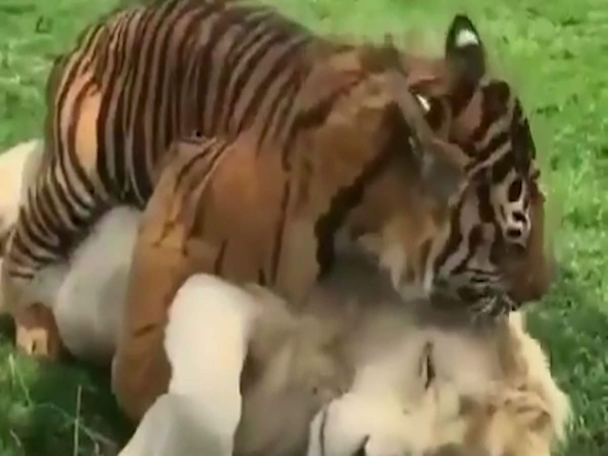 Watch: This lion tiger bromance is winning the internet