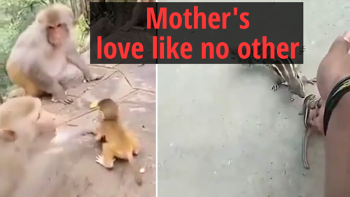 Mother S Love Like No Other Explained In These 2 Videos Times Of India Videostweets By Timeslitfestdeltweets By Timeslitfestkol