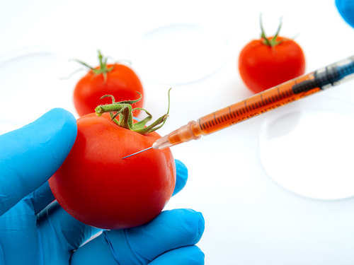 Genetic Modification Definition / Genetically Modified Organism Definition Examples Facts Britannica / Genetic modification, also referred to as genetic engineering, refers to the process of changing the dna of a living organism with the aim of altering its characteristics.