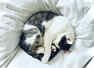 Why do cats sleep so much?