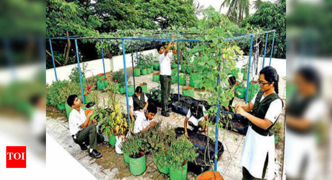 Got A Rooftop Garden Idea You Can Be Green Champion In Chennai News Times Of India - Rooftop Vegetable Garden India Got A Rooftop Garden Idea You Can Be Green Champion In Chennai News Times Of India - Rooftop Vegetable Garden India