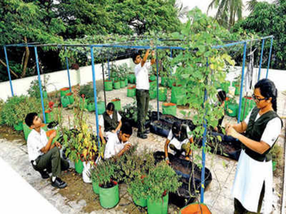 Got A Rooftop Garden Idea You Can Be A Green Champion In Chennai Chennai News Times Of India