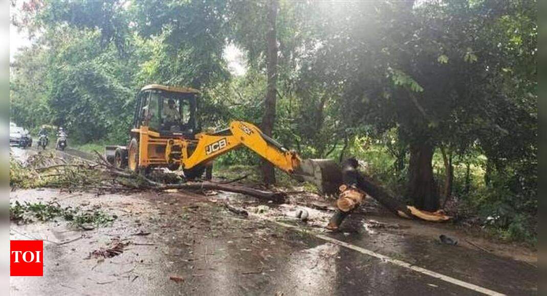 Woman, 4-year-old son die after tree falls on them as heavy rain lashes ...