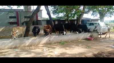 Cattle theft racket busted in Davanagere
