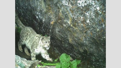 Rare sighting of elusive snow leopards in Kullu sanctuary