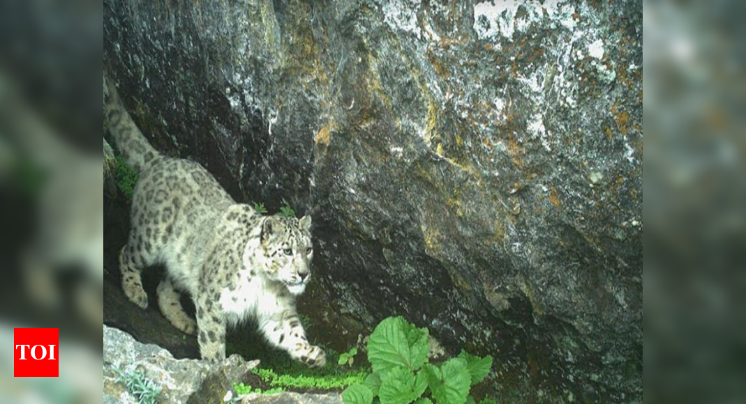 Rare sighting of elusive snow leopards in Kullu sanctuary | Shimla