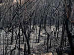 Wildfires in Siberia burn an area larger than Greece