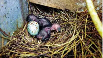 Tamil Nadu village goes without streetlights for 35 days to make home for bird and its chicks