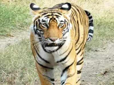 India is a top source for raw material for tiger cake UN