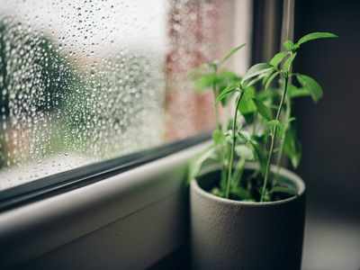 Your potted plants may need extra care during the monsoon season