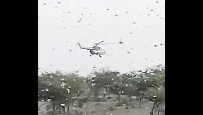 'Locust swarms from South Africa to enter Rajasthan'