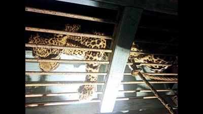 Rajkot: Leopard enters storeroom, caged after three hours