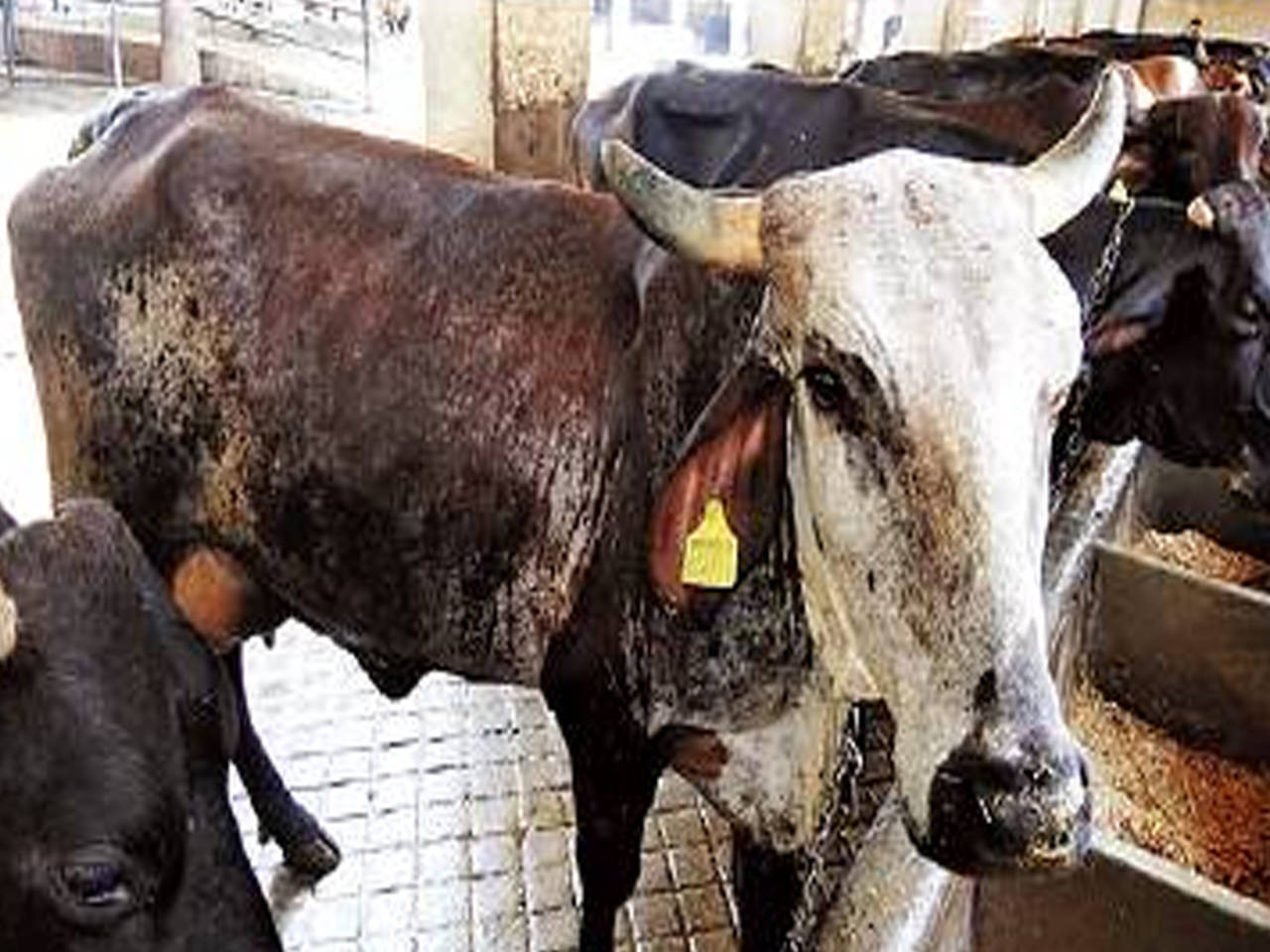 Udaipur: Aadhaar-like UID for bovines now | Udaipur News - Times of India