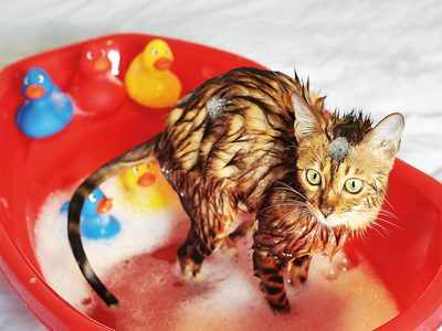 Bathe your cat, but don't get clawed!