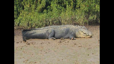 Odisha: Crocodile kills boy near Bhitarkanika
