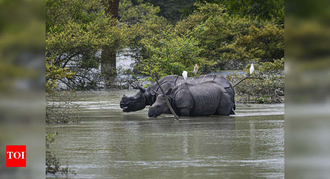 Assam Floods 132 Animals Die In Kaziranga Guwahati News Times Of India